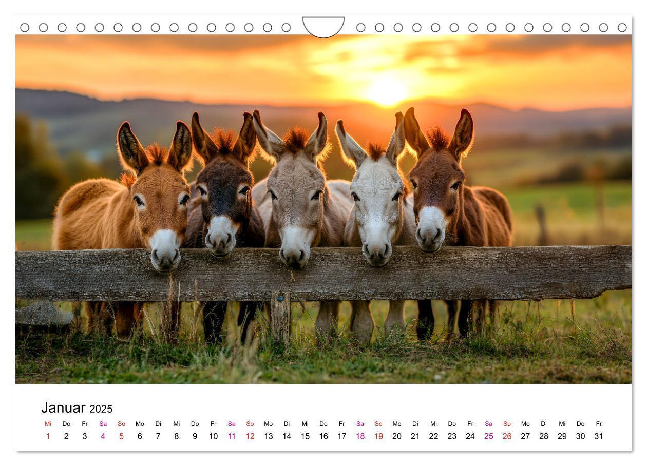 Bild: 9783457215111 | Esel - neugierige Typen (Wandkalender 2025 DIN A4 quer), CALVENDO...