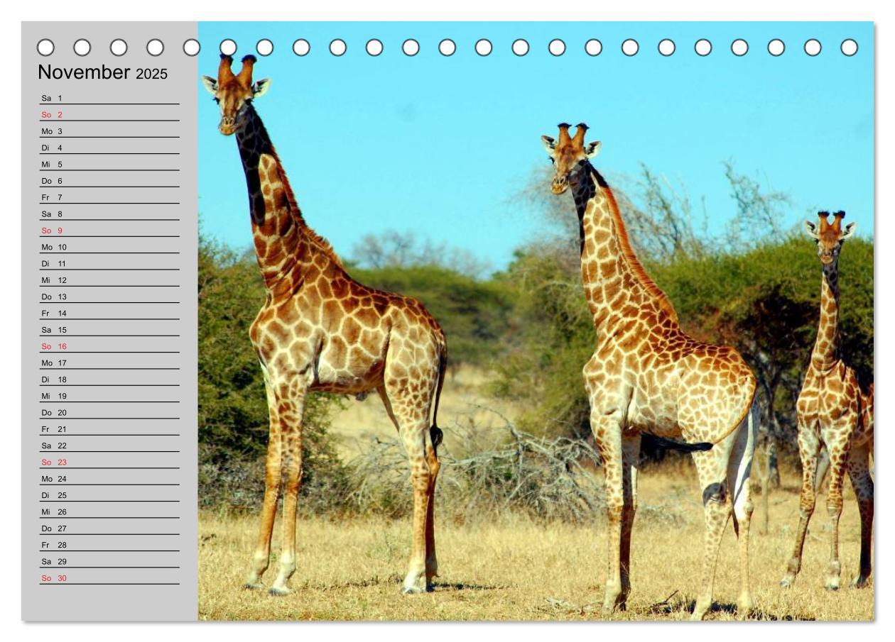 Bild: 9783435534012 | Giraffen. Dem Himmel so nah (Tischkalender 2025 DIN A5 quer),...