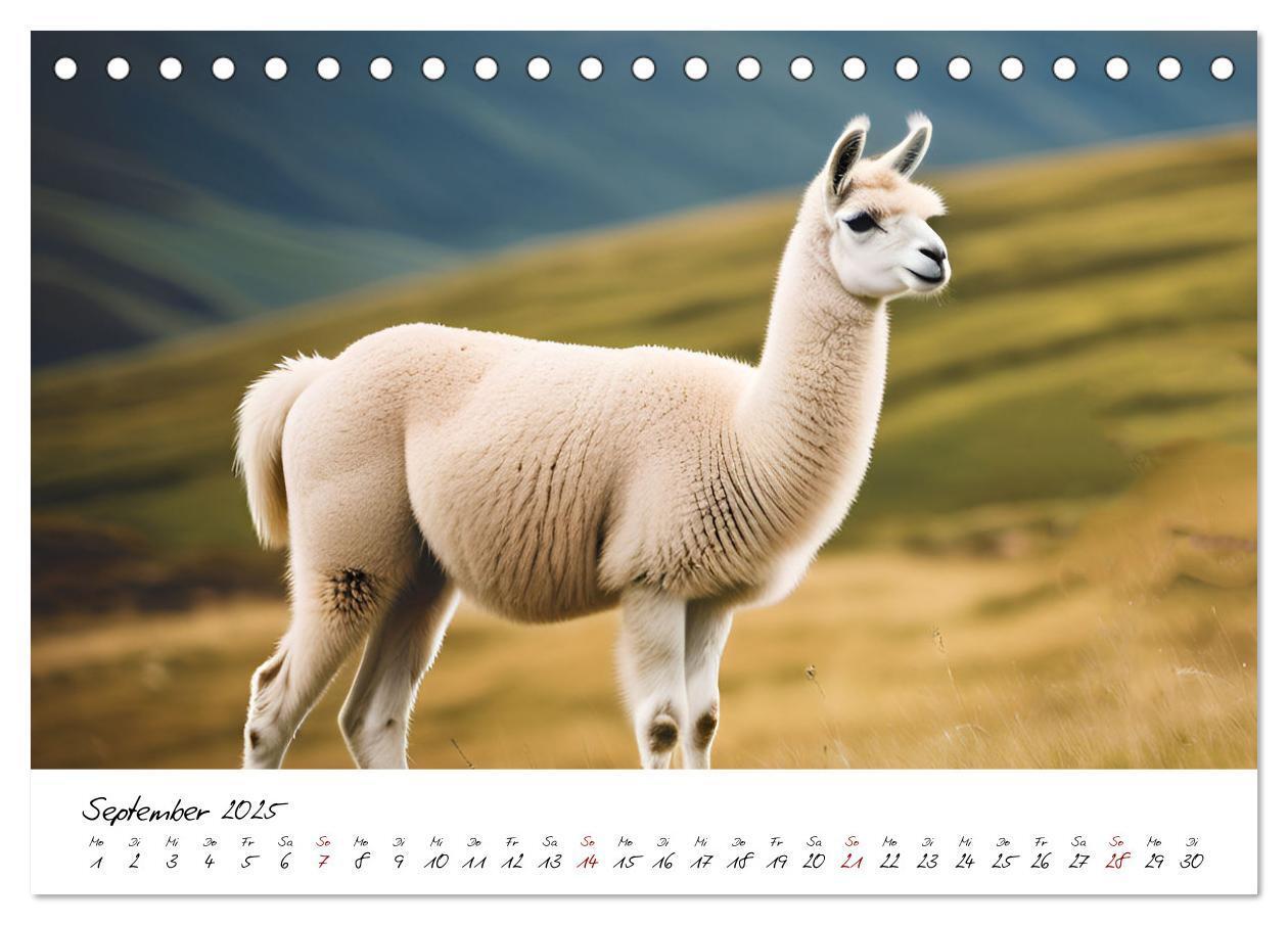 Bild: 9783457189641 | Alpakas, die sanften Andenbewohner (Tischkalender 2025 DIN A5...