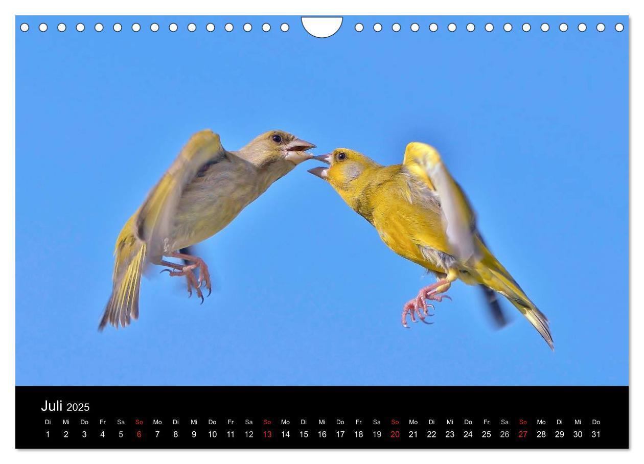 Bild: 9783435626670 | Singvögel in Deutschland (Wandkalender 2025 DIN A4 quer), CALVENDO...