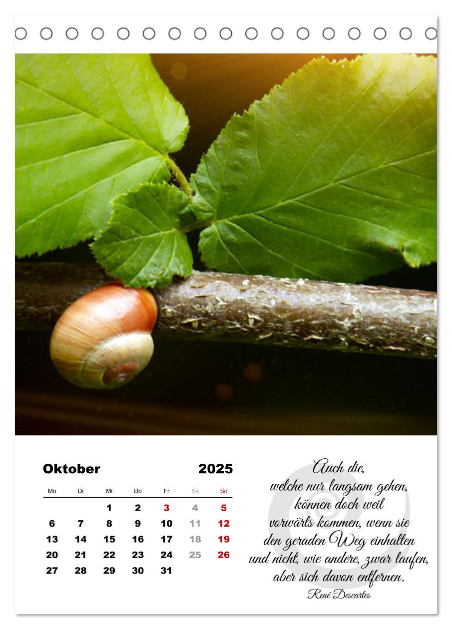 Bild: 9783435899906 | Schnecklein (Tischkalender 2025 DIN A5 hoch), CALVENDO Monatskalender