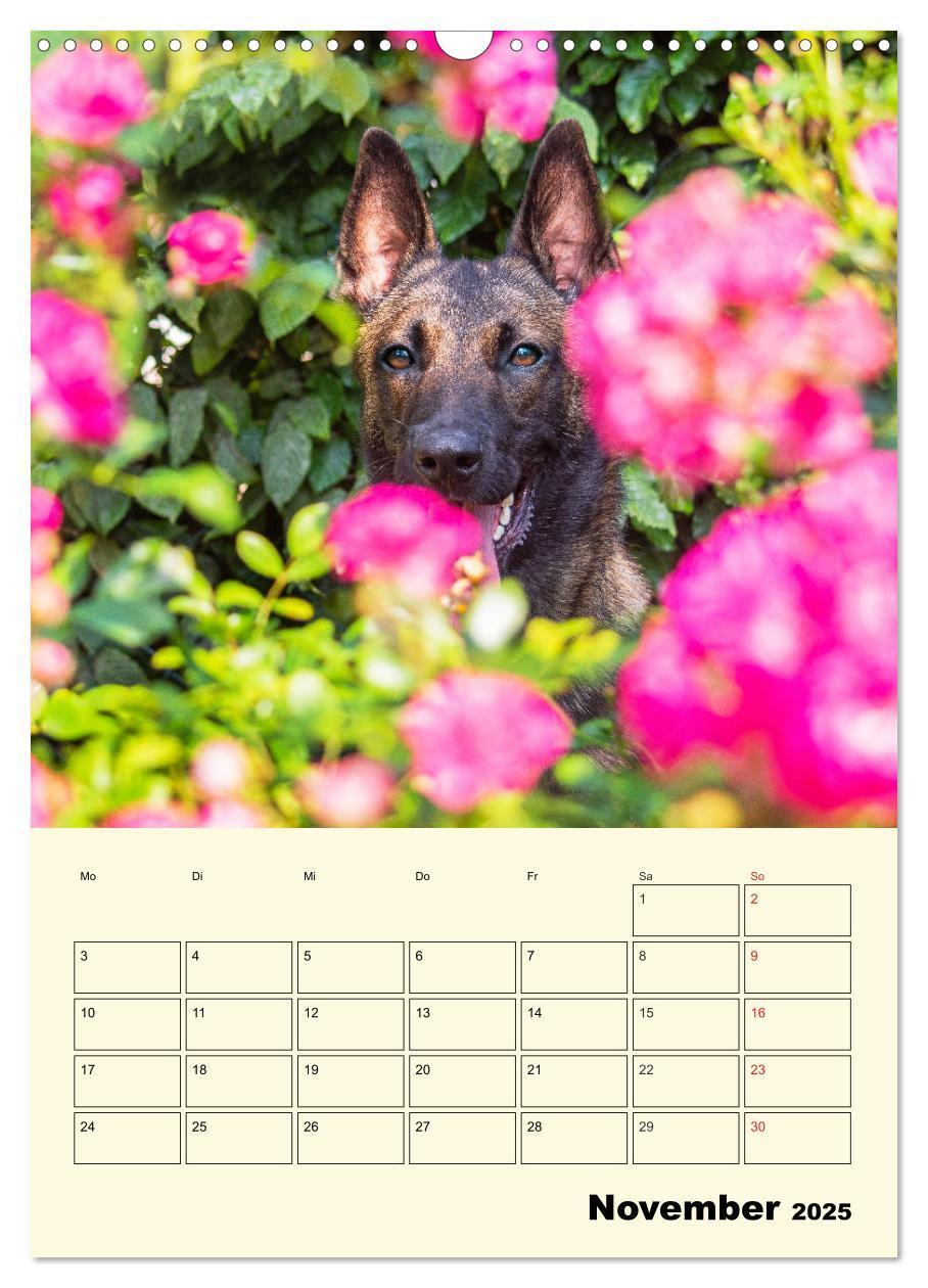 Bild: 9783435958788 | Familienplaner Tausendsassa Malinois (Wandkalender 2025 DIN A3...