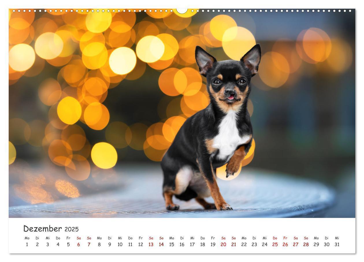 Bild: 9783457183557 | Berlin City Dogs - Berliner Hunde (Wandkalender 2025 DIN A2 quer),...