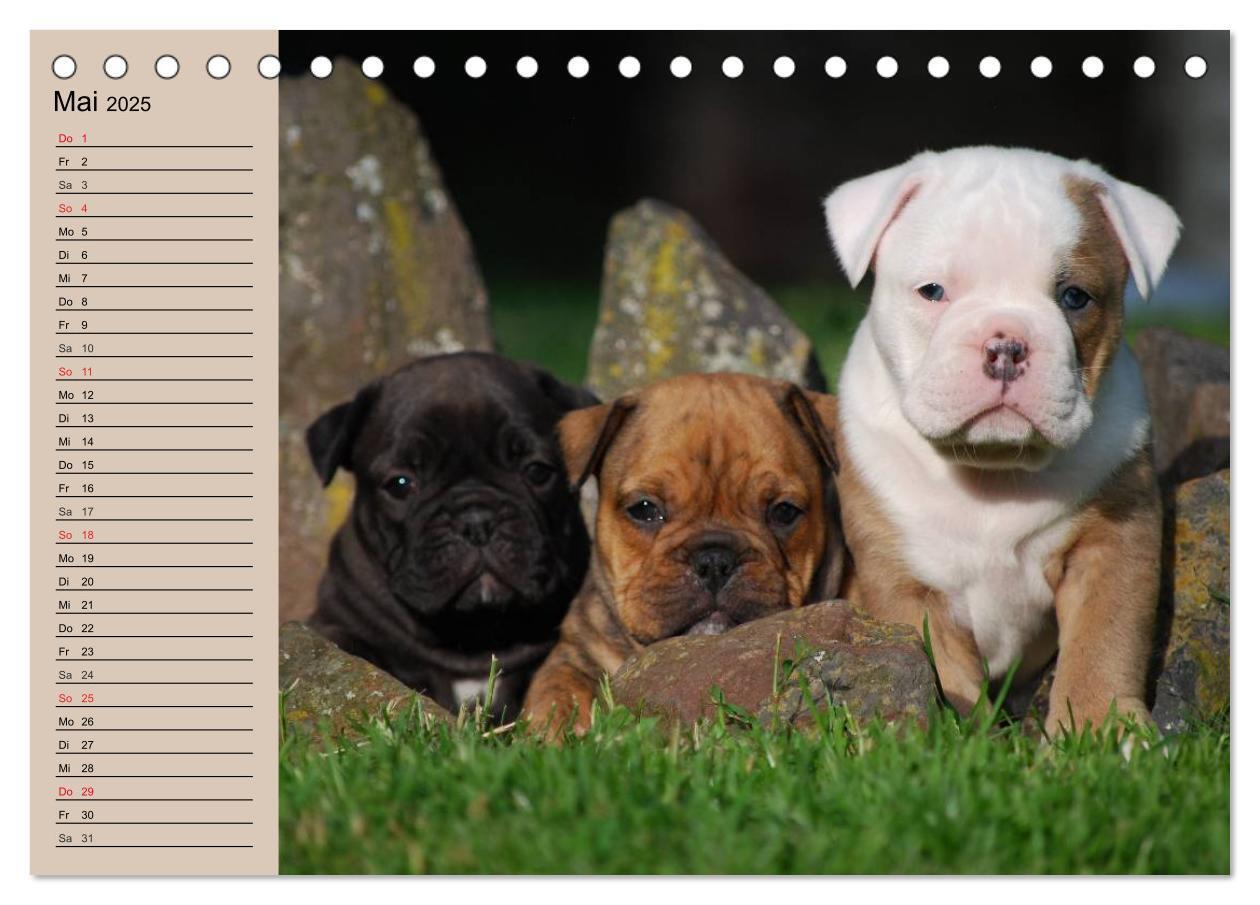 Bild: 9783435533602 | Bulldoggen-Kinder (Tischkalender 2025 DIN A5 quer), CALVENDO...