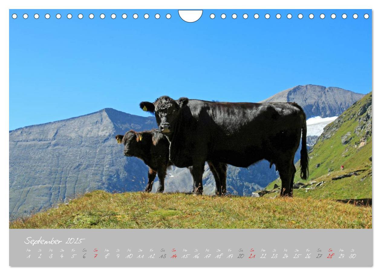 Bild: 9783435536498 | Friedliche Kühe (Wandkalender 2025 DIN A4 quer), CALVENDO...