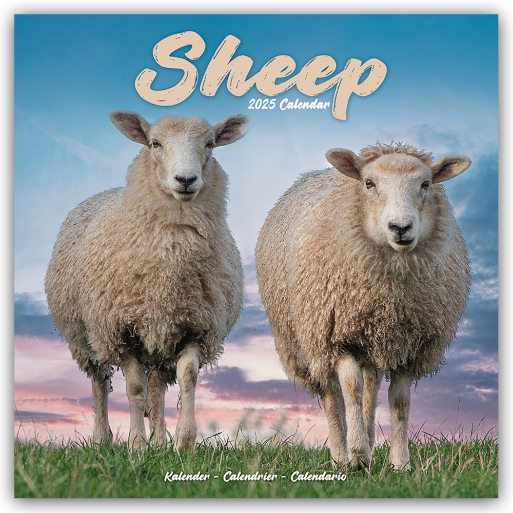 Cover: 9781804604502 | Sheep - Schafe 2025 - 16-Monatskalender | Avonside Publishing Ltd