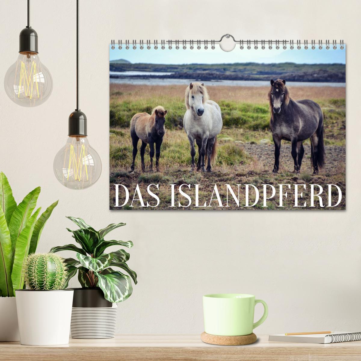 Bild: 9783435072293 | Das Islandpferd (Wandkalender 2025 DIN A4 quer), CALVENDO...