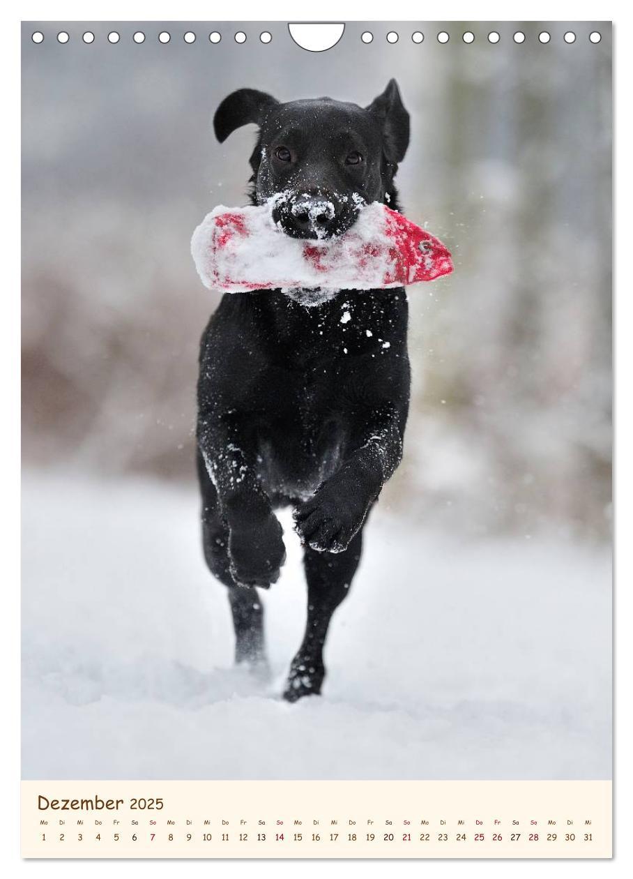 Bild: 9783457065211 | Labrador Retriever (Wandkalender 2025 DIN A4 hoch), CALVENDO...