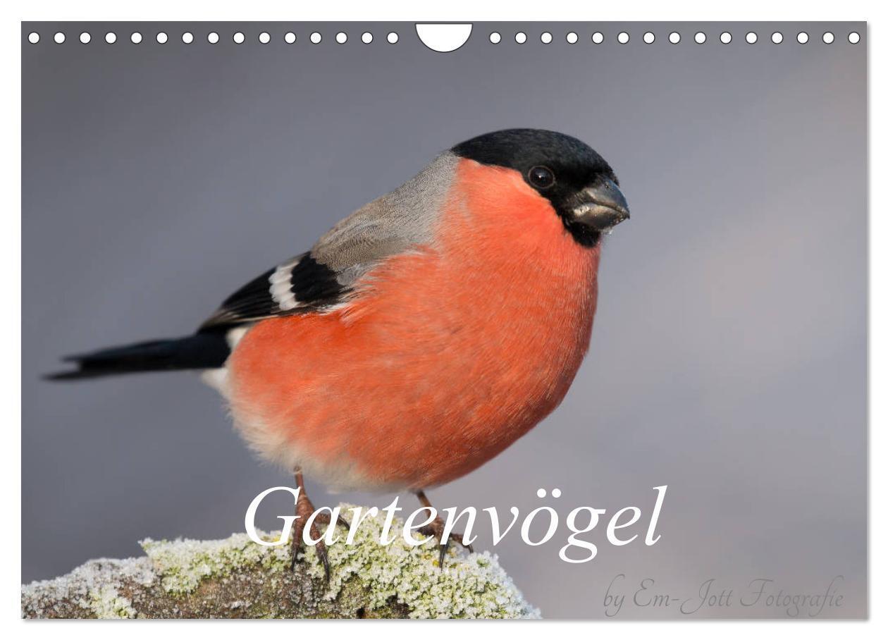 Cover: 9783435381524 | Vögel aus dem Garten (Wandkalender 2025 DIN A4 quer), CALVENDO...