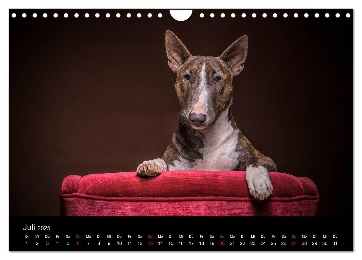 Bild: 9783435566716 | Bullterrier (Wandkalender 2025 DIN A4 quer), CALVENDO Monatskalender