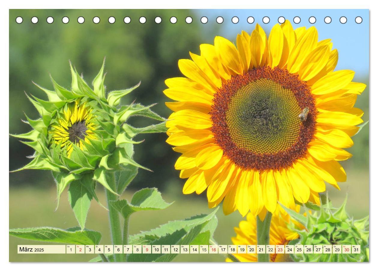 Bild: 9783435191826 | Sonnenblumen. Das Strahlen des Sommers (Tischkalender 2025 DIN A5...