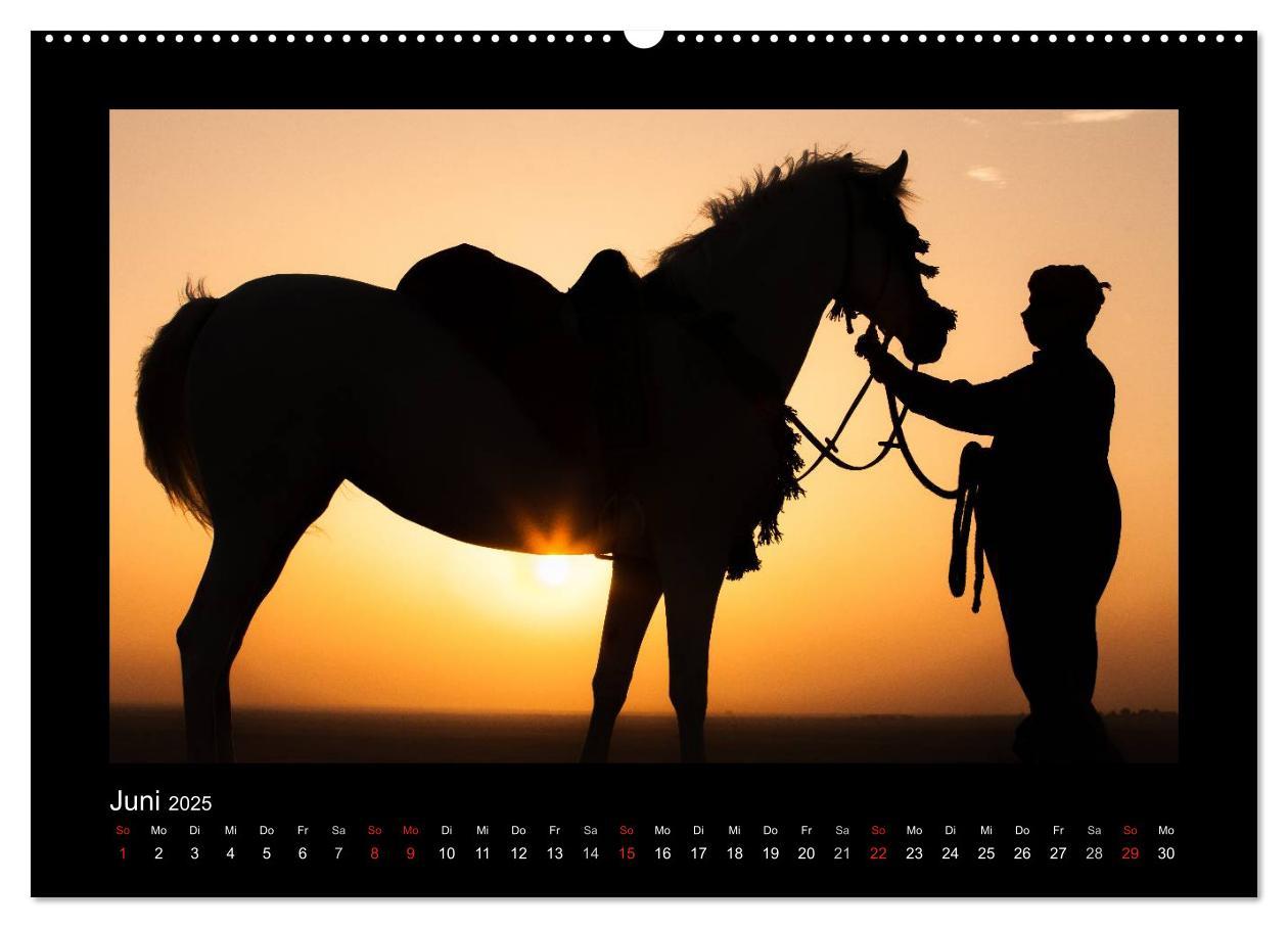 Bild: 9783435788941 | Vollblutaraber (Wandkalender 2025 DIN A2 quer), CALVENDO...