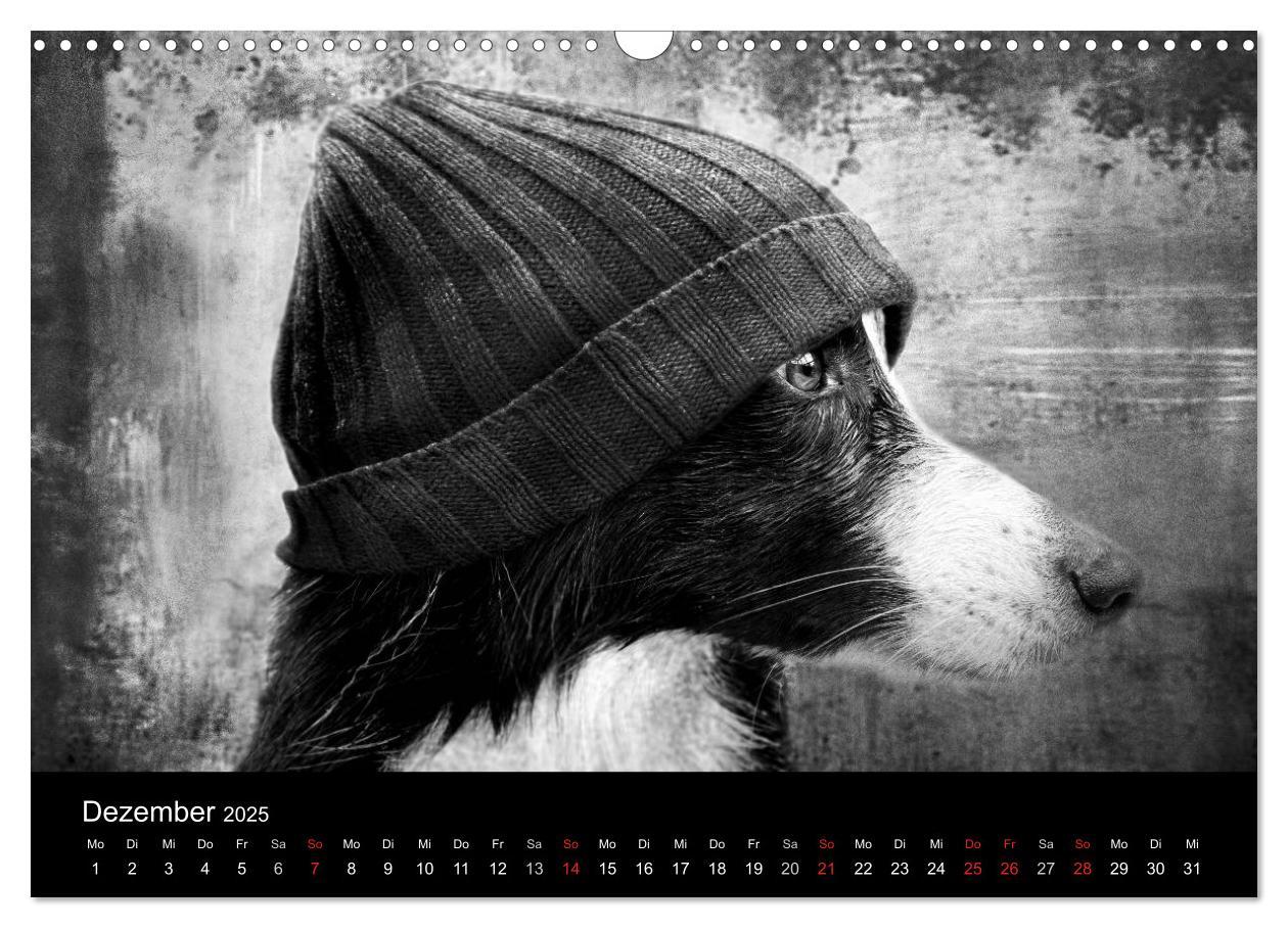 Bild: 9783435781096 | Hütehunde (Wandkalender 2025 DIN A3 quer), CALVENDO Monatskalender