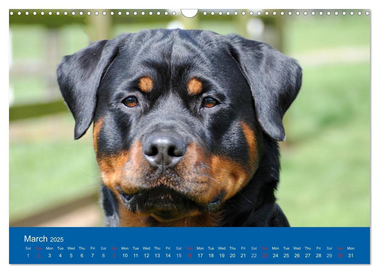 Bild: 9781325956319 | Rottweiler Portait Shots 2025 (Wall Calendar 2025 DIN A3...