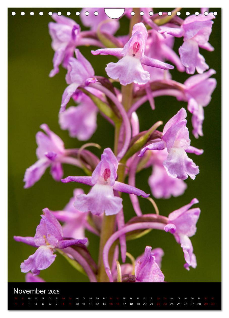 Bild: 9783435988341 | Im richtigen Licht: Wilde Orchideen in Südbayern (Wandkalender 2025...