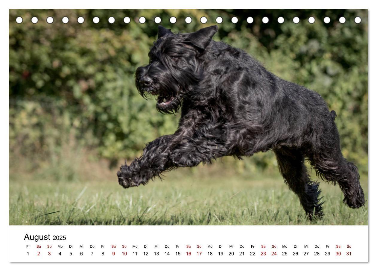 Bild: 9783435413430 | Schnauzer... von Zwergen und Riesen 2025 (Tischkalender 2025 DIN A5...