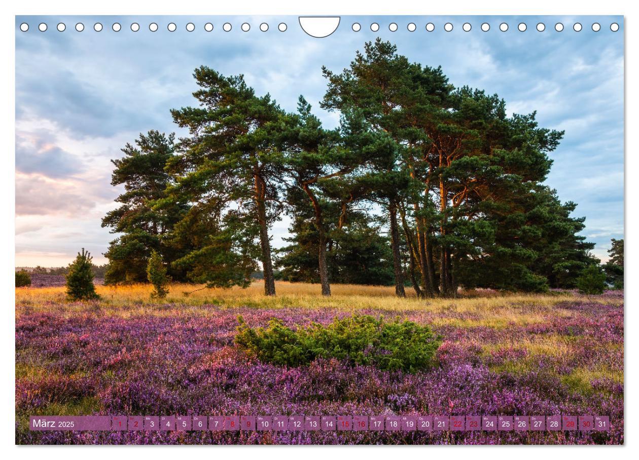 Bild: 9783383960413 | Romantische Heideblüte (Wandkalender 2025 DIN A4 quer), CALVENDO...