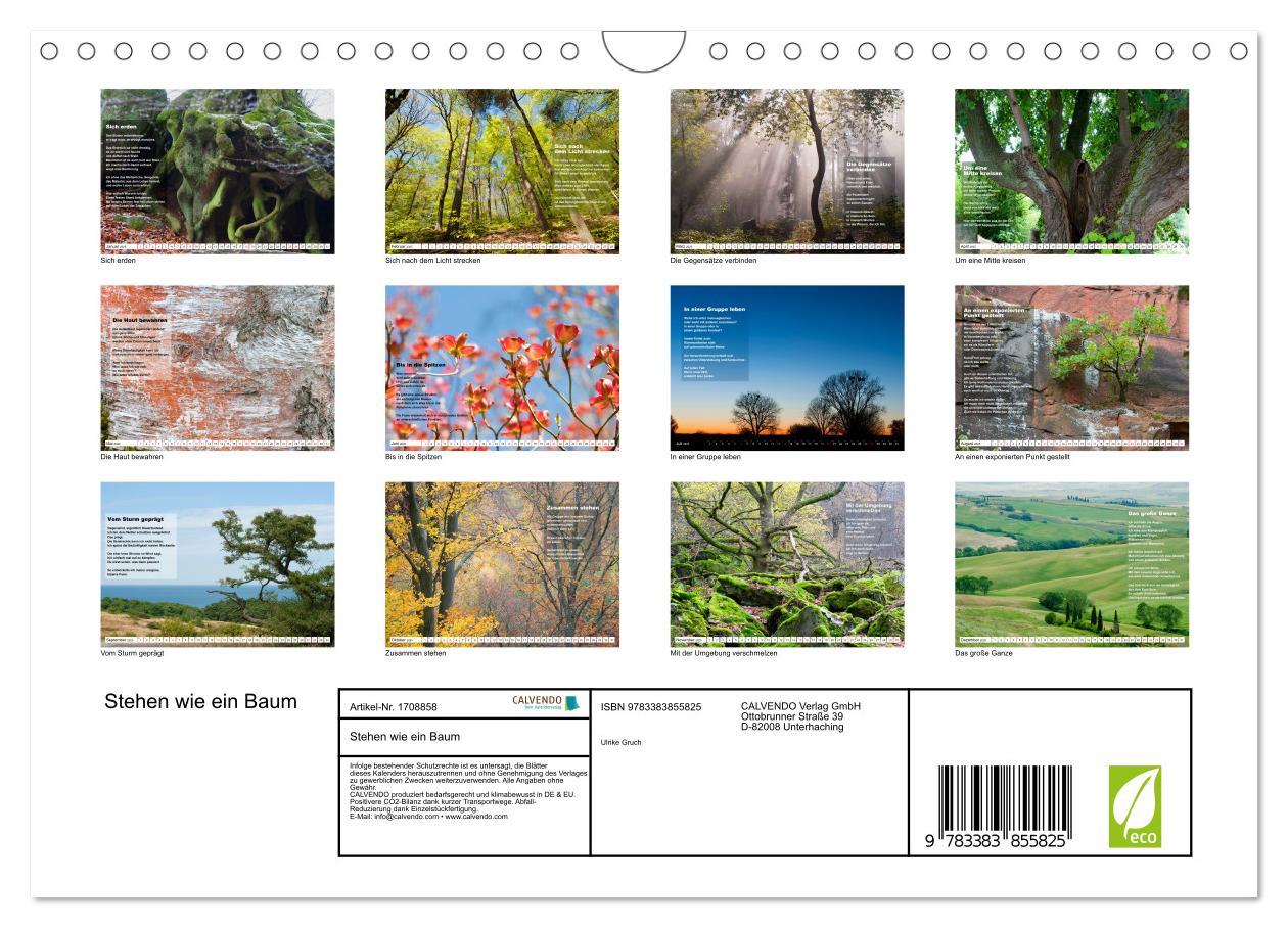 Bild: 9783383855825 | Stehen wie ein Baum (Wandkalender 2025 DIN A4 quer), CALVENDO...