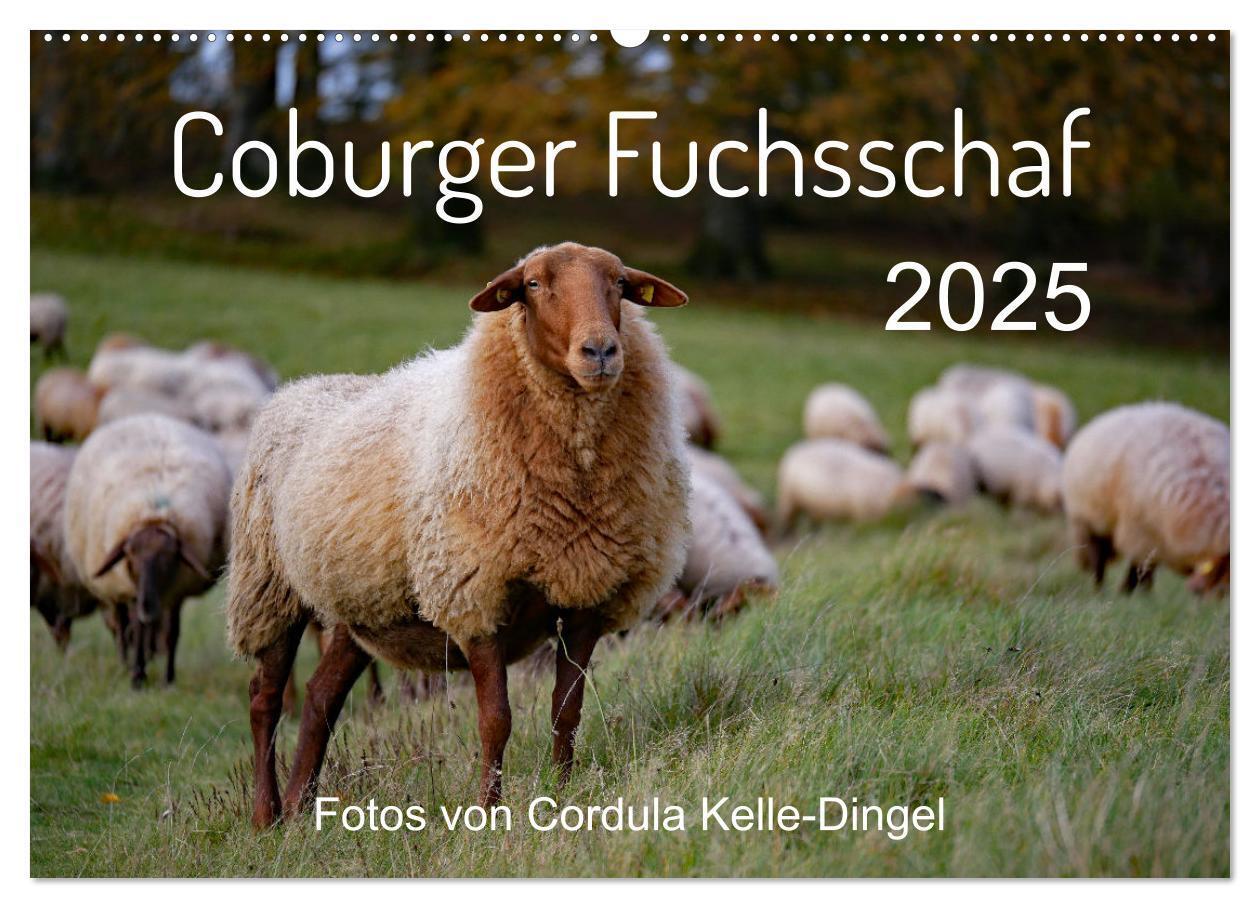 Cover: 9783435172405 | Coburger Fuchsschaf (Wandkalender 2025 DIN A2 quer), CALVENDO...