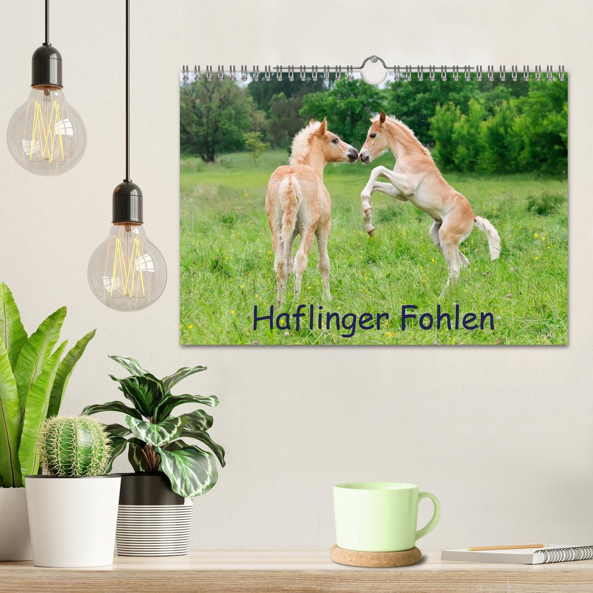 Bild: 9783435786534 | Haflinger Fohlen (Wandkalender 2025 DIN A4 quer), CALVENDO...