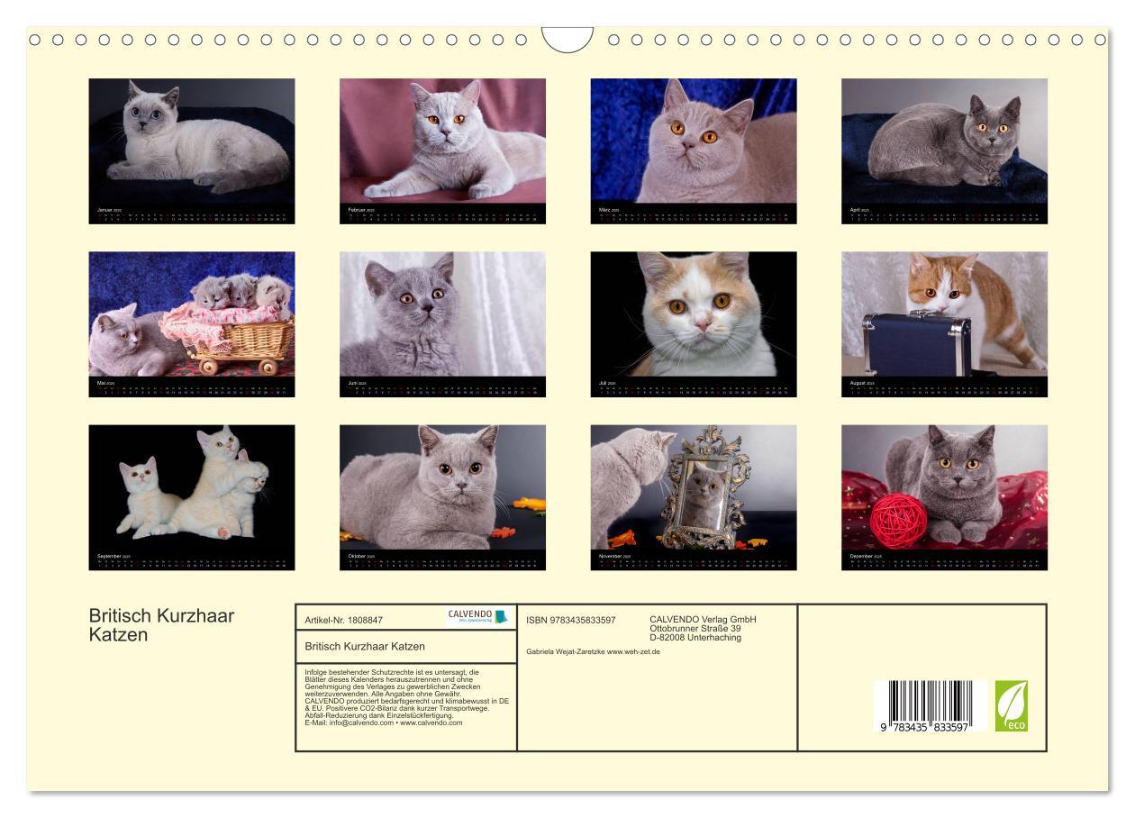 Bild: 9783435833597 | Britisch Kurzhaar Katzen (Wandkalender 2025 DIN A3 quer), CALVENDO...