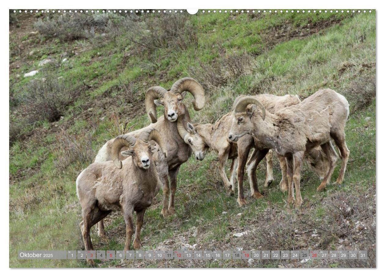 Bild: 9783435630899 | Bär, Wolf und Co - Tiere Nordamerikas (Wandkalender 2025 DIN A2...