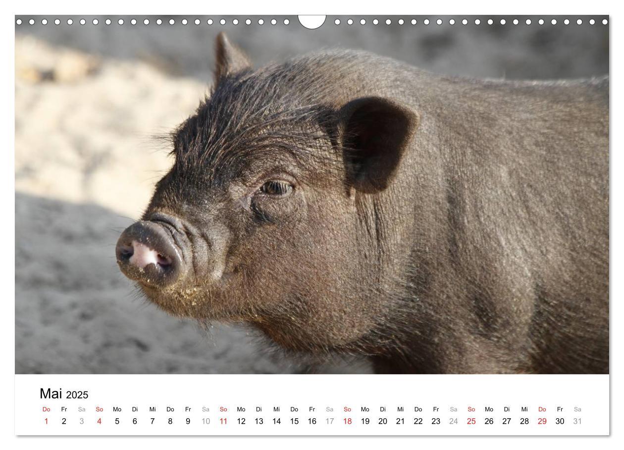 Bild: 9783435778638 | Schwein gehabt! (Wandkalender 2025 DIN A3 quer), CALVENDO...