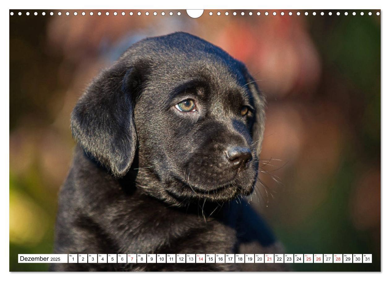 Bild: 9783435211258 | Labrador Retriever Welpen - Kleine Weltentdecker (Wandkalender 2025...