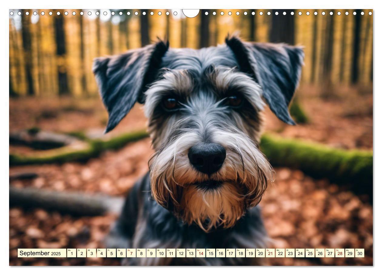 Bild: 9783457036914 | Schnauzer - vielseitige Allrounder (Wandkalender 2025 DIN A3 quer),...