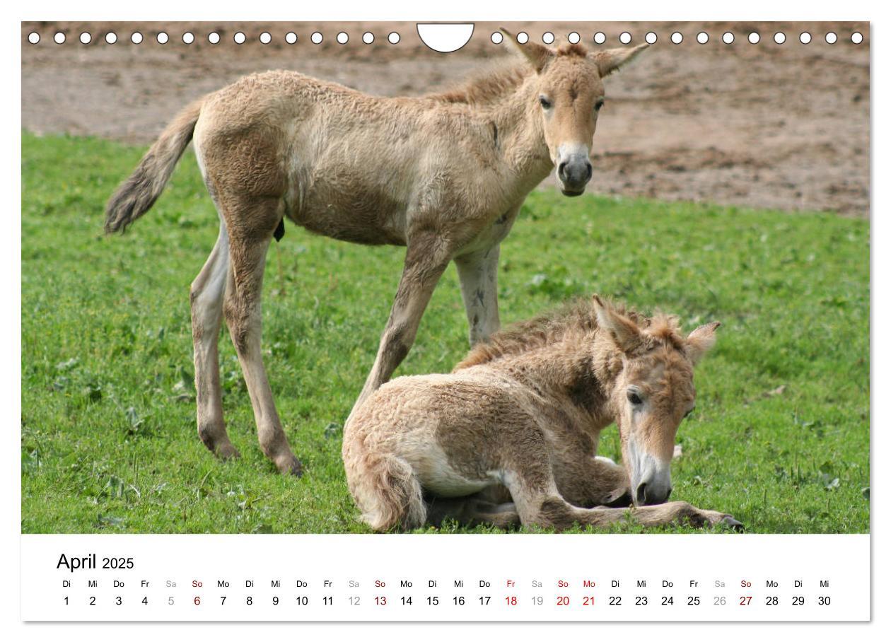 Bild: 9783435342495 | Faszination Przewalski-Pferde (Wandkalender 2025 DIN A4 quer),...