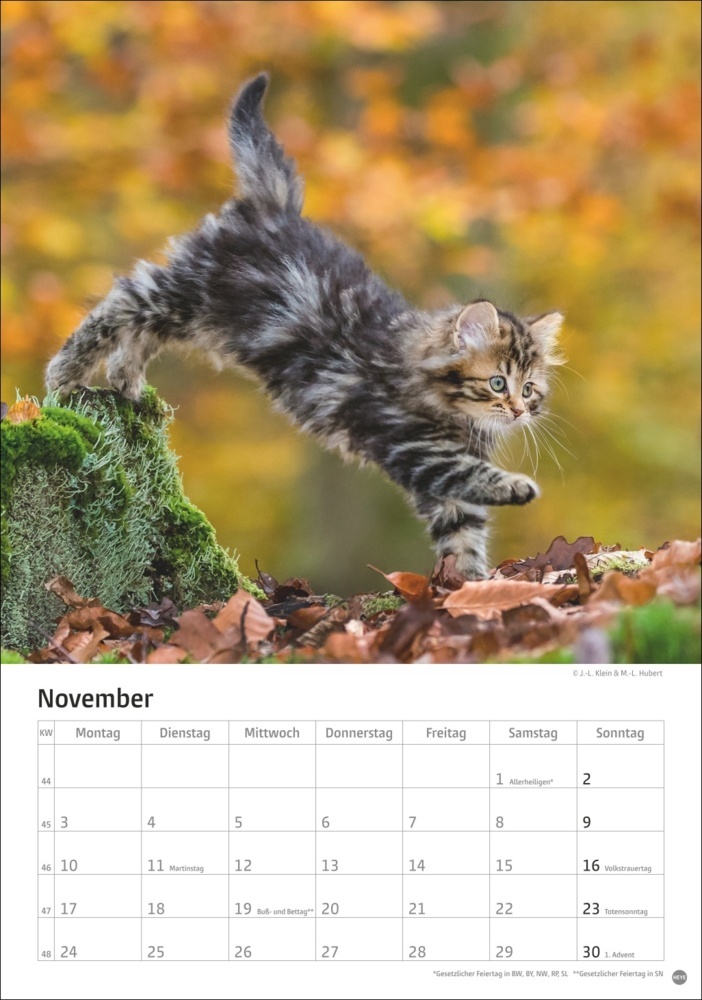 Bild: 9783756405589 | Katzen Kalender 2025 | Kalender | Spiralbindung | 13 S. | Deutsch