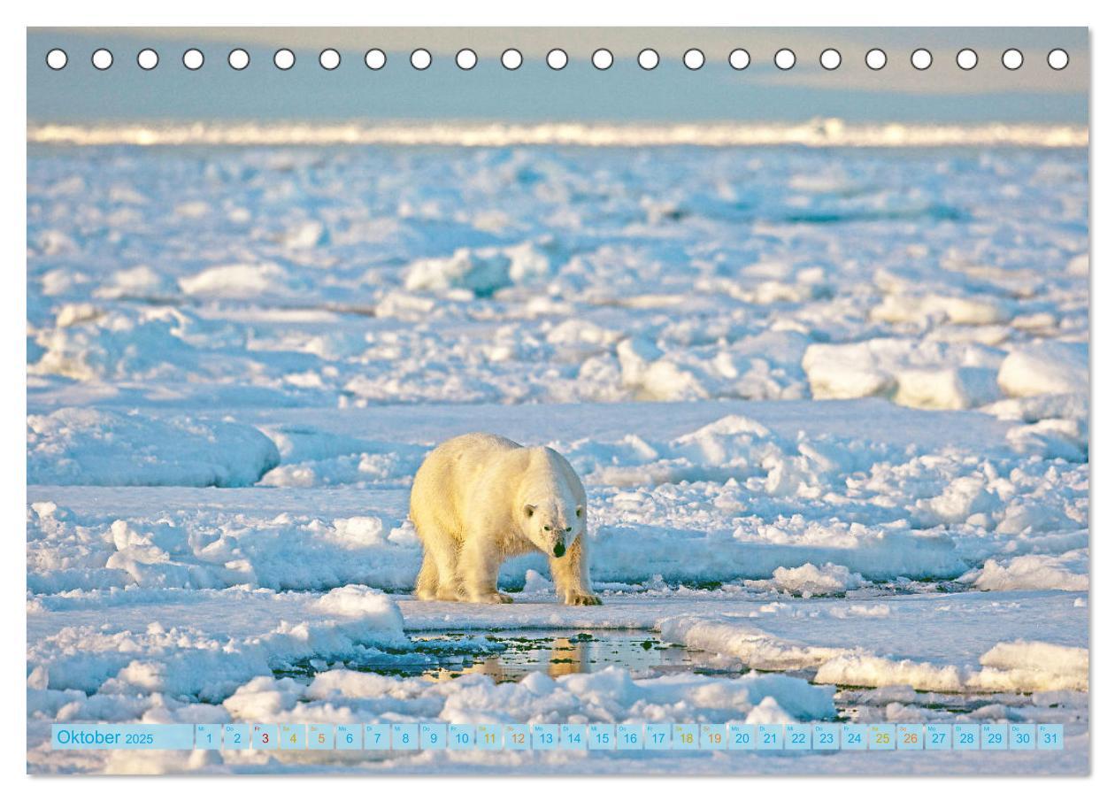 Bild: 9783457140529 | Eisbären: Lebenskünstler im Eis (Tischkalender 2025 DIN A5 quer),...