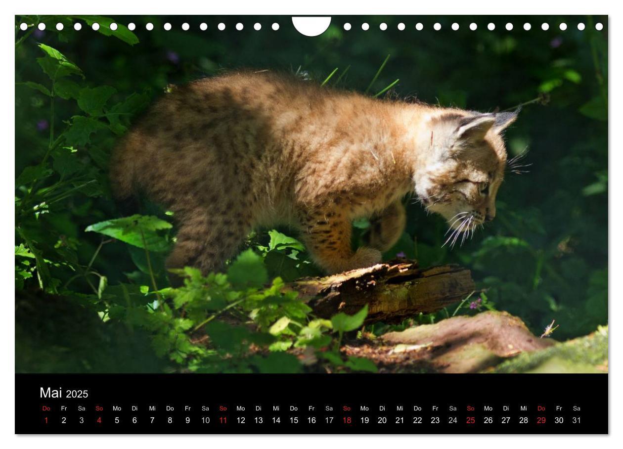 Bild: 9783435606146 | Luchse - Europas größte Katzen (Wandkalender 2025 DIN A4 quer),...