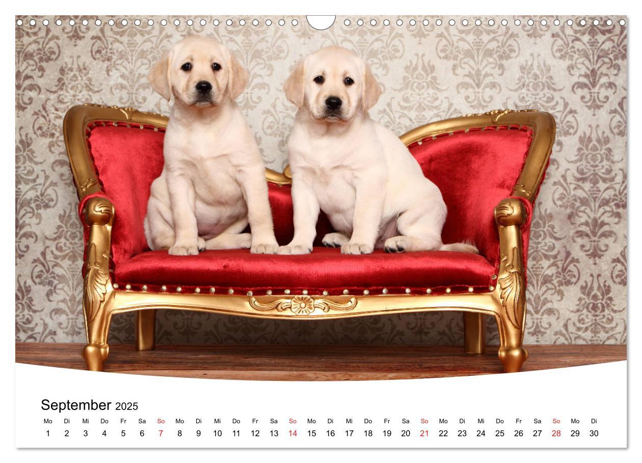 Bild: 9783435199266 | Labrador Welpen - Labrador Puppies (Wandkalender 2025 DIN A3 quer),...