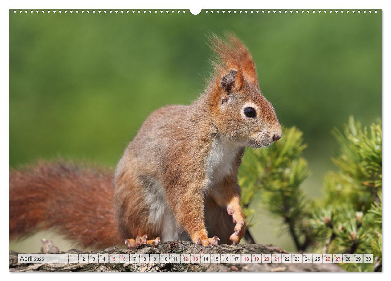 Bild: 9783435566006 | Besondere Augenblicke mit Eichhörnchen (Wandkalender 2025 DIN A2...