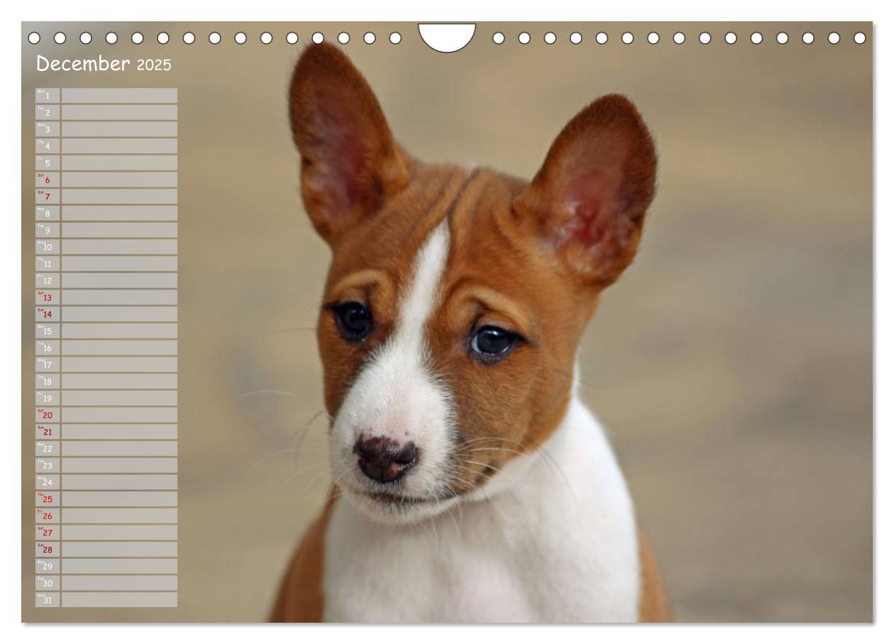 Bild: 9781325949748 | Basenji the African Barkless Dog (Wall Calendar 2025 DIN A4...