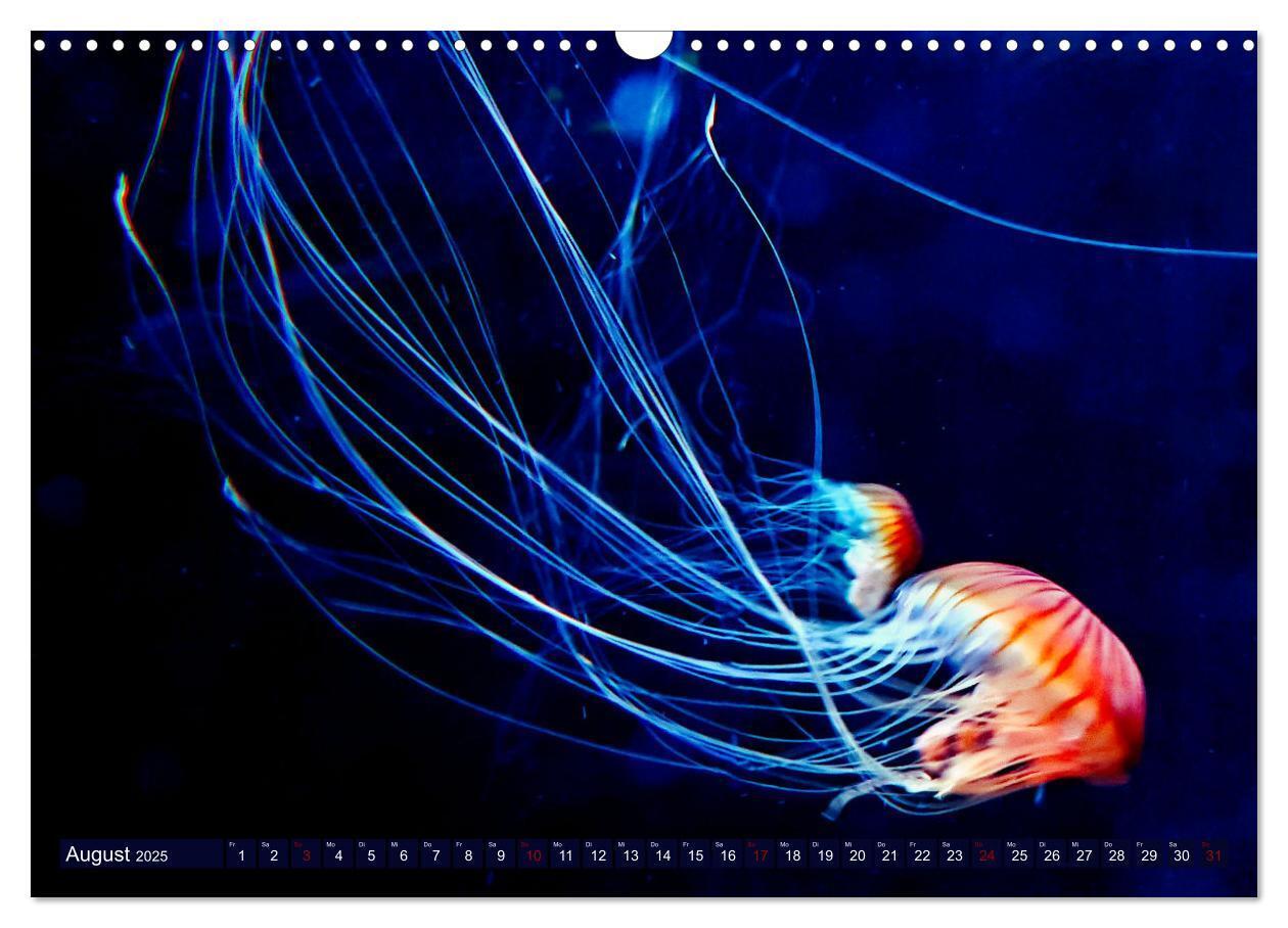 Bild: 9783383954917 | In der Welt der Medusen (Wandkalender 2025 DIN A3 quer), CALVENDO...