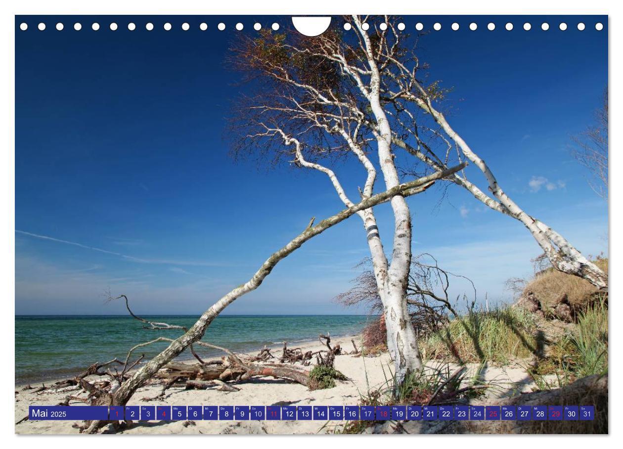 Bild: 9783435782390 | Weststrand Darß (Wandkalender 2025 DIN A4 quer), CALVENDO...