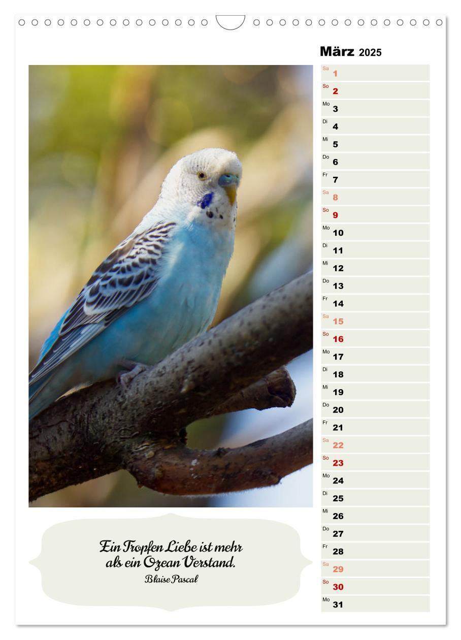 Bild: 9783435890620 | Niedliche Wellensittiche (Wandkalender 2025 DIN A3 hoch), CALVENDO...