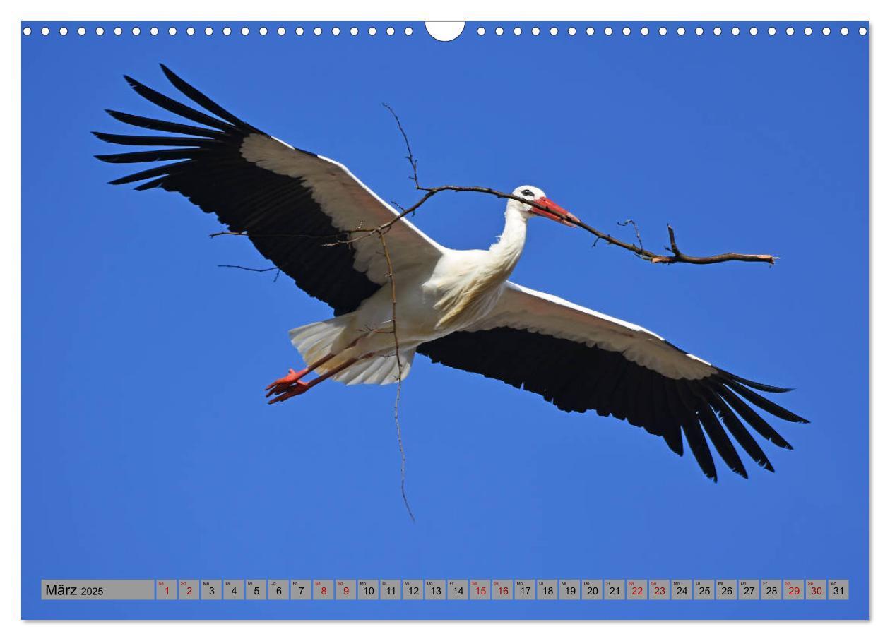 Bild: 9783435145348 | Zu Gast bei Familie Storch (Wandkalender 2025 DIN A3 quer),...