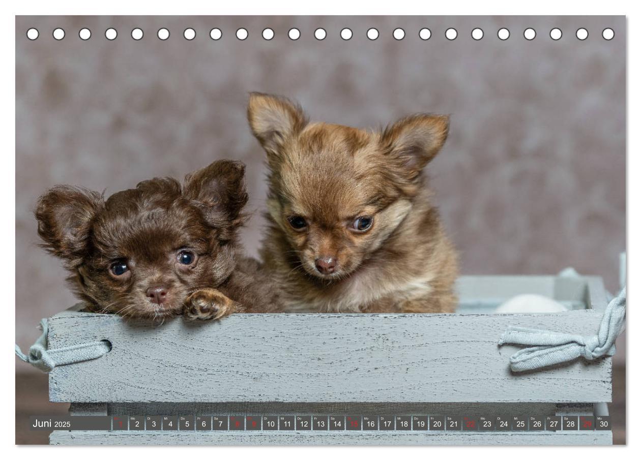 Bild: 9783435286645 | Chihuahua-Babys - Amy und Angel im Studio (Tischkalender 2025 DIN...