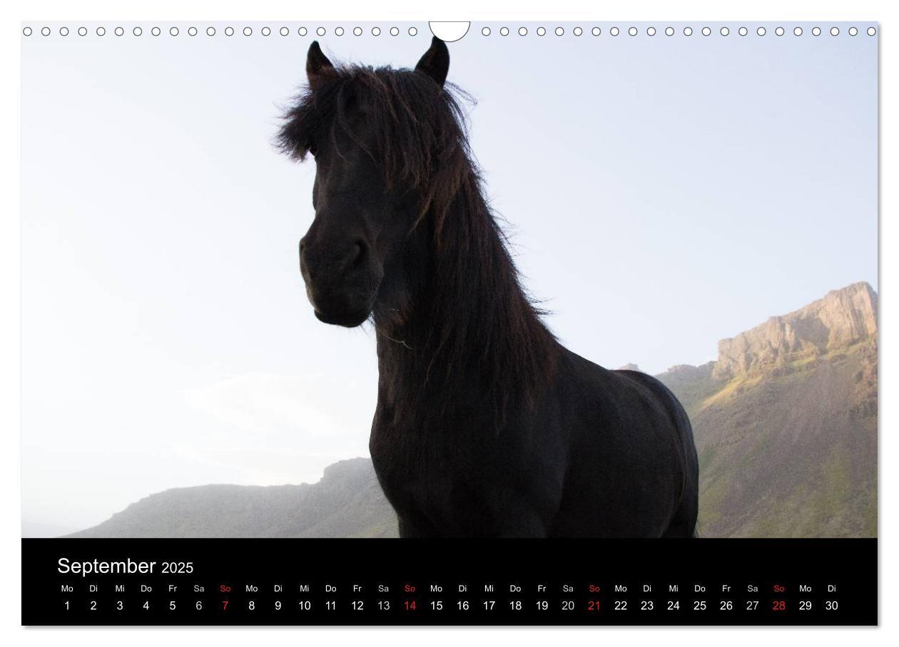 Bild: 9783435831418 | Islandpferde (Wandkalender 2025 DIN A3 quer), CALVENDO Monatskalender