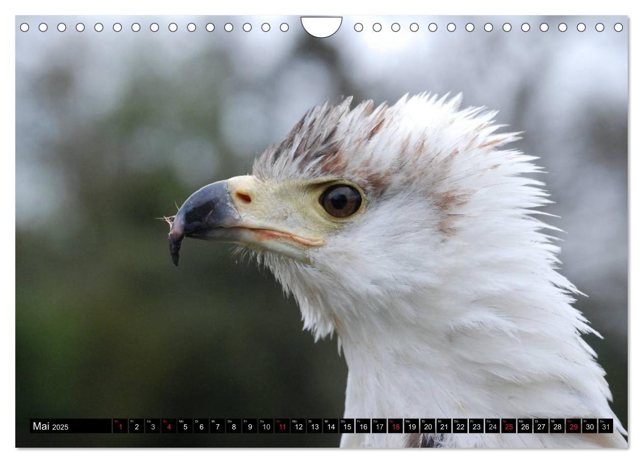 Bild: 9783435518135 | Weißkopfseeadler. Symbol der Freiheit (Wandkalender 2025 DIN A4...