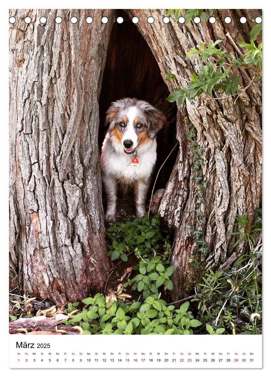 Bild: 9783435928606 | Hermine - Ein Jahr mit einem Mini Australian Shepherd...