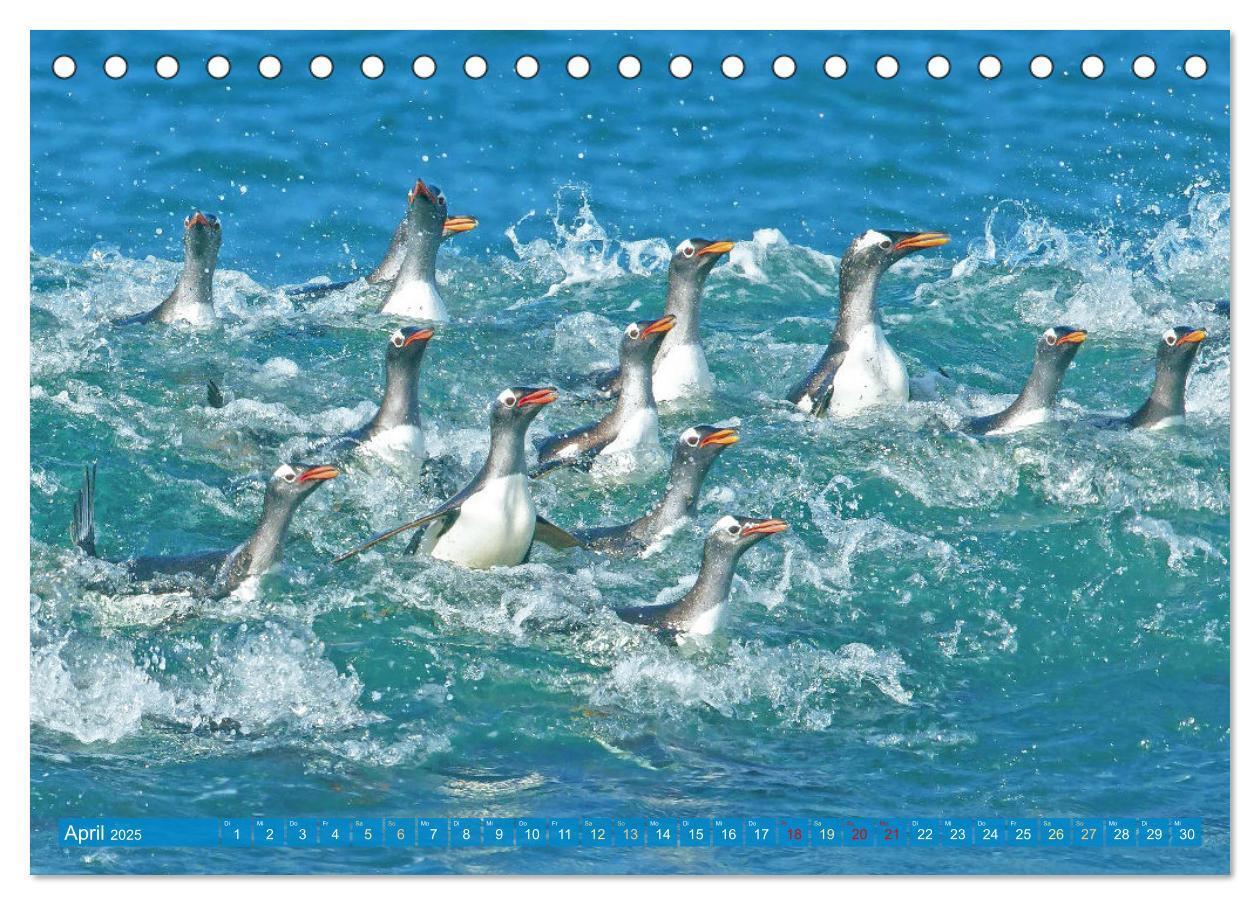 Bild: 9783457198018 | Pinguine: Gehupft wie gesprungen (Tischkalender 2025 DIN A5 quer),...