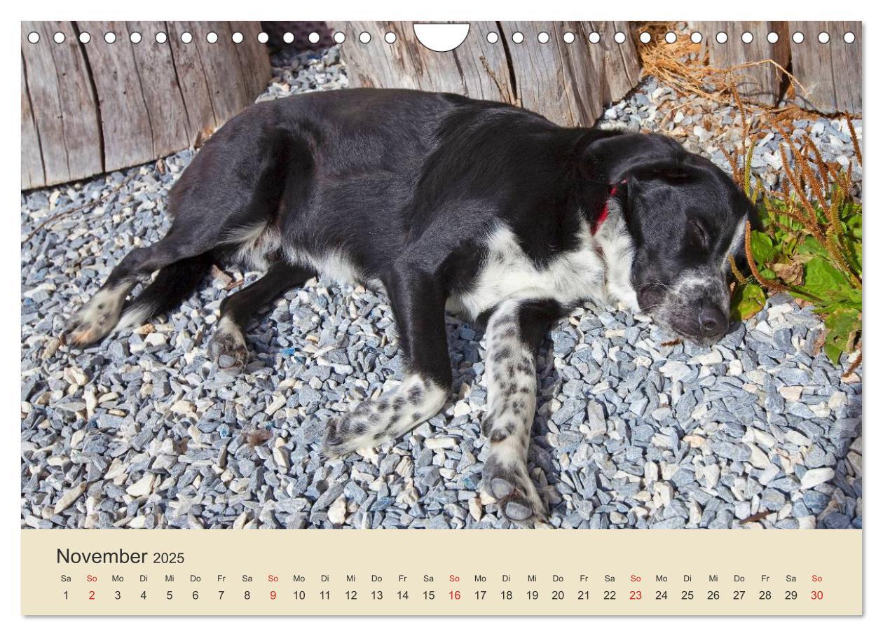 Bild: 9783435493708 | Wir sind die Stars am Bauernhof (Wandkalender 2025 DIN A4 quer),...