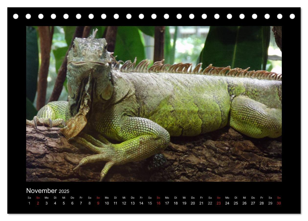 Bild: 9783435806256 | Faszinierende Reptilien (Tischkalender 2025 DIN A5 quer), CALVENDO...