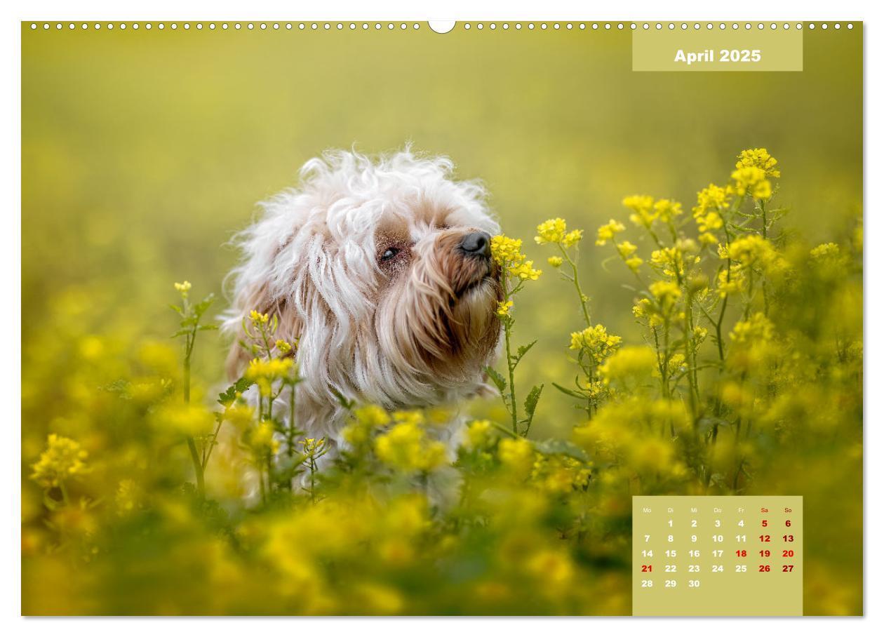 Bild: 9783435027781 | Rocket der Havaneser (hochwertiger Premium Wandkalender 2025 DIN A2...