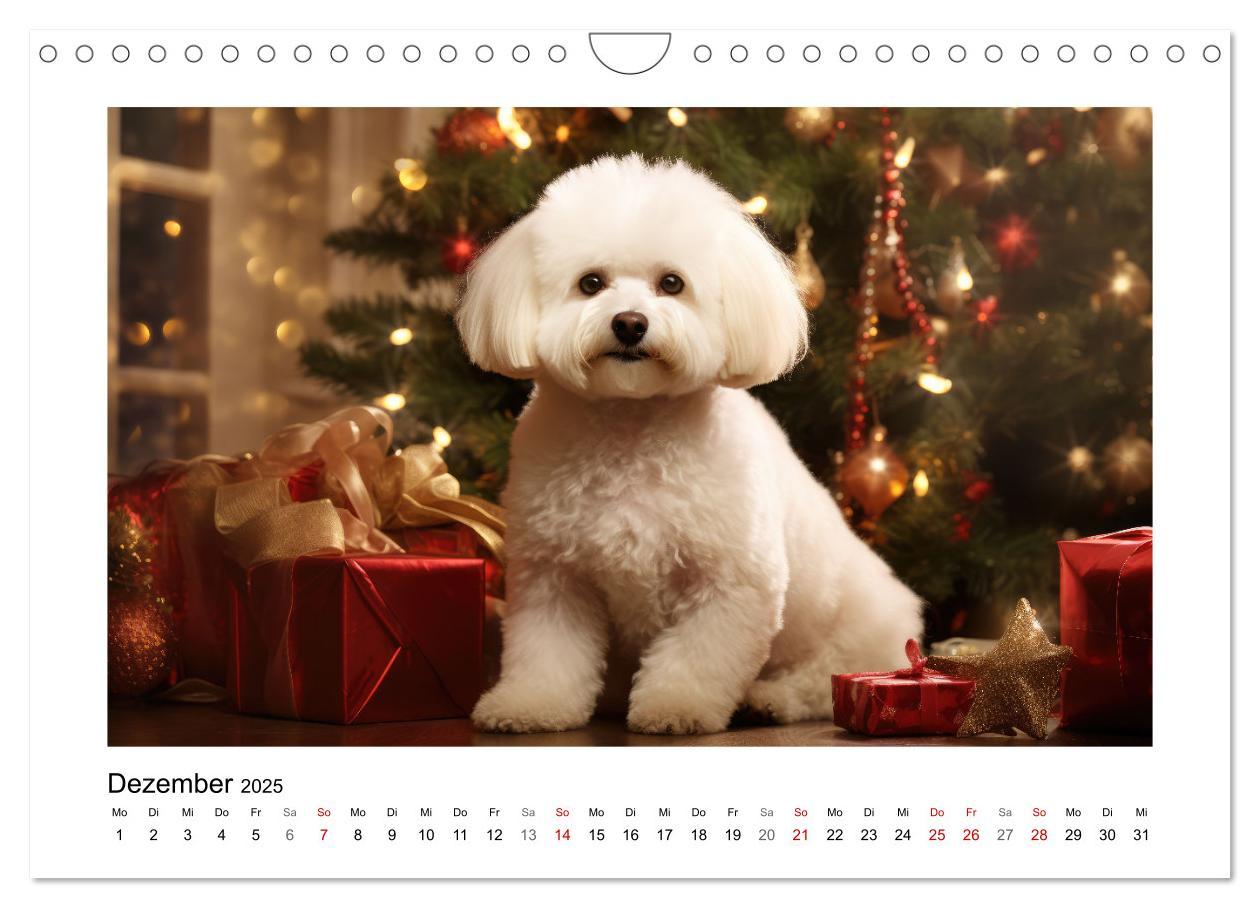 Bild: 9783383837968 | Bichon frisé, weiße Hündchen mit lockigem Haar (Wandkalender 2025...