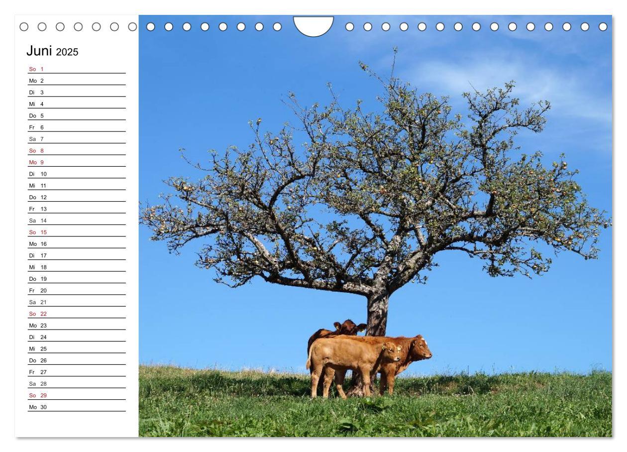 Bild: 9783435525058 | Südschwarzwald - Impressionen (Wandkalender 2025 DIN A4 quer),...